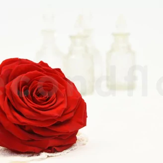 Preserved Rose XXL Red