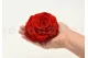 Preserved Rose XXL Red 2