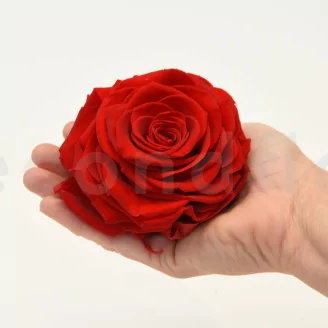 Preserved Rose XXL Red