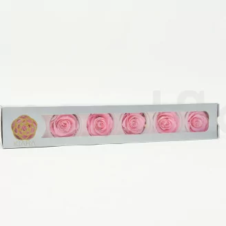 Preserved Rose XL Bridal Pink (set of 6)