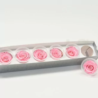 Preserved Rose XL Bridal Pink (set of 6)