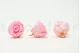 Preserved Rose XL Bridal Pink (set of 6) 6