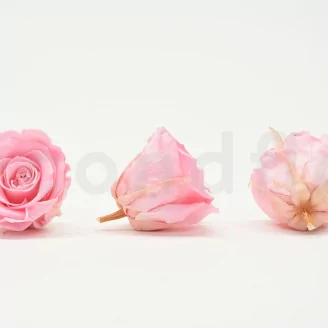 Preserved Rose XL Bridal Pink (set of 6)