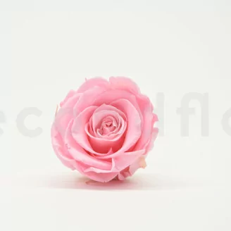 Preserved Rose XL Bridal Pink (set of 6)