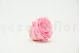 Preserved Rose XL Bridal Pink (set of 6) 8
