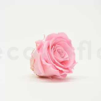 Preserved Rose XL Bridal Pink (set of 6)