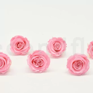 Preserved Rose XL Bridal Pink (set of 6)