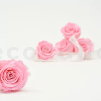 Preserved Rose XL Bridal Pink (set of 6)