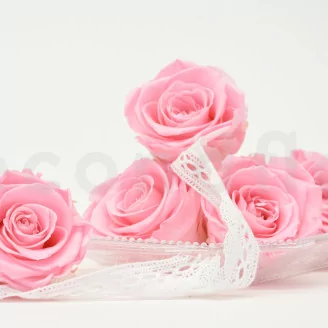 Preserved Rose XL Bridal Pink (set of 6)