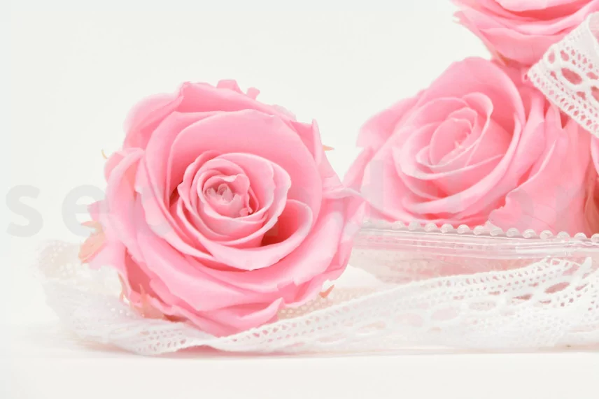 Preserved Rose XL Bridal Pink (set of 6)