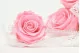Preserved Rose XL Bridal Pink (set of 6) 1