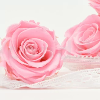 Preserved Rose XL Bridal Pink (set of 6)