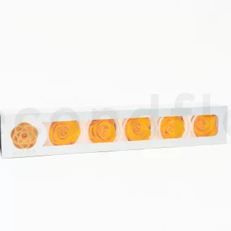 Preserved Rose XL Sunny Yellow (set of 6)