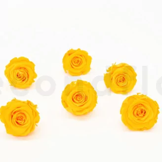 Preserved Rose XL Sunny Yellow (set of 6)