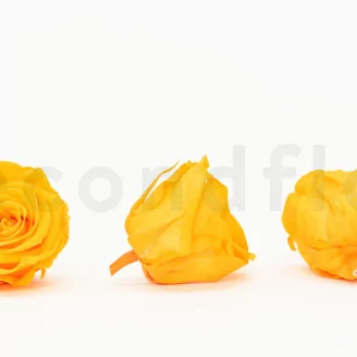 Preserved Rose XL Sunny Yellow (set of 6)