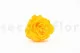 Preserved Rose XL Sunny Yellow (set of 6) 3