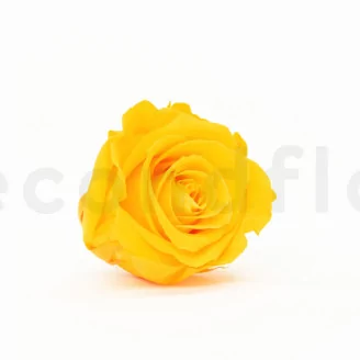 Preserved Rose XL Sunny Yellow (set of 6)