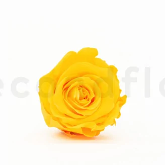 Preserved Rose XL Sunny Yellow (set of 6)