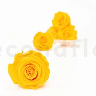 Preserved Rose XL Sunny Yellow (set of 6)