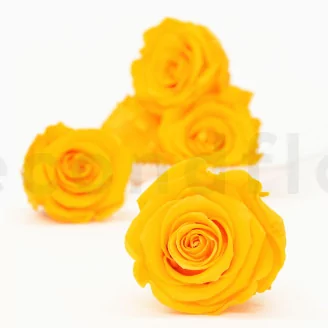 Preserved Rose XL Sunny Yellow (set of 6)