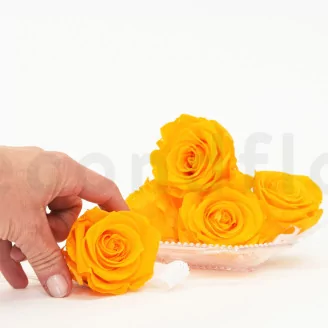 Preserved Rose XL Sunny Yellow (set of 6)