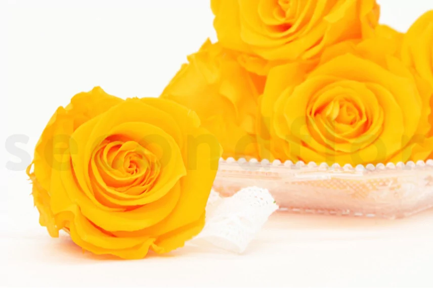 Preserved Rose XL Sunny Yellow (set of 6)
