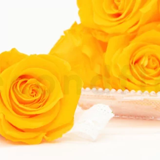 Preserved Rose XL Sunny Yellow (set of 6)