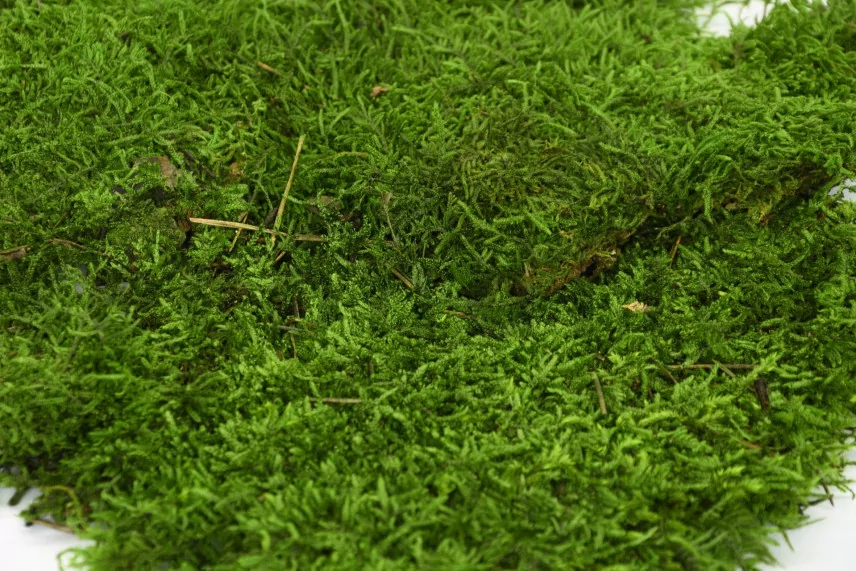 Preserved Sheet Moss (Bulk Box)