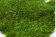 Preserved Sheet Moss (Bulk Box) 1