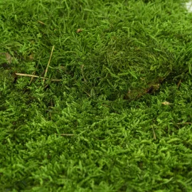 Wholesale Preserved Moss To Decorate Your Environment 
