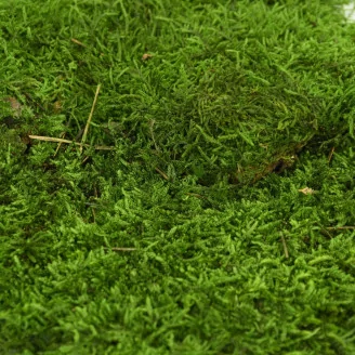 Preserved Sheet Moss (Bulk Box)
