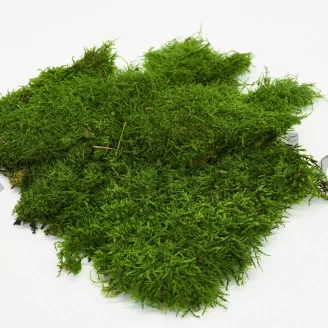 Preserved Sheet Moss (Bulk Box)