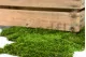 Preserved Sheet Moss (Bulk Box) 5