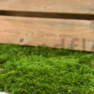 Preserved Sheet Moss (Bulk Box)