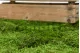 Preserved Sheet Moss (Bulk Box) 6