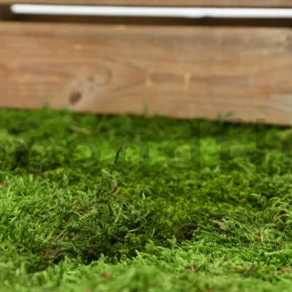 Preserved Sheet Moss (Bulk Box)