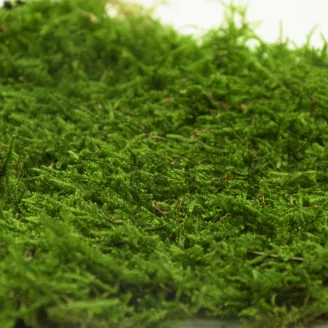 Preserved Sheet Moss (Bulk Box)