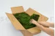 Preserved Sheet Moss (Bulk Box) 10