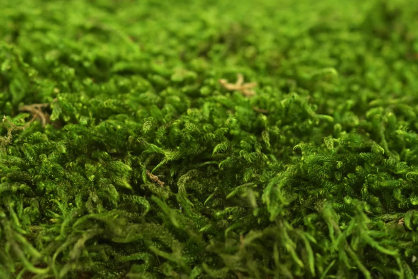 Preserved Sheet Moss (Box)