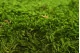 Preserved Sheet Moss (Box) 1
