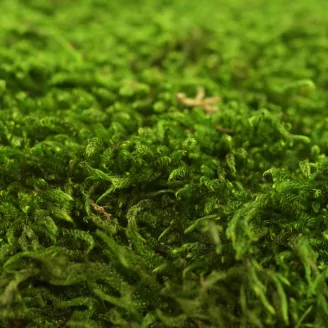 Preserved Sheet Moss (Box)