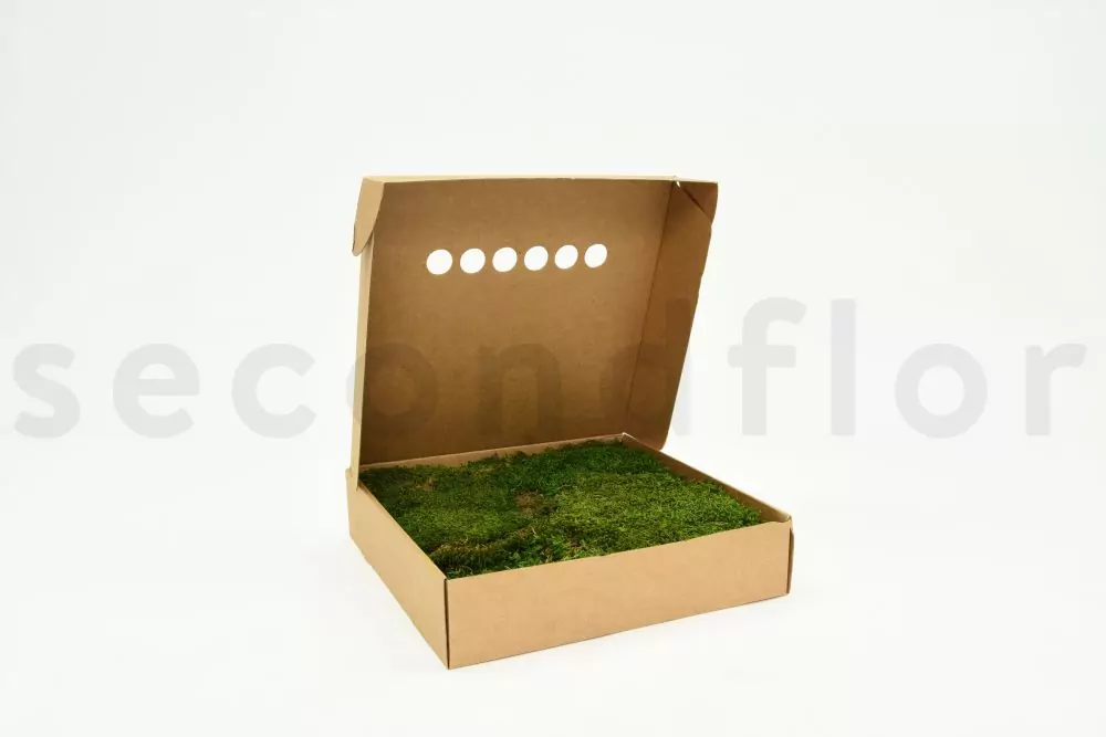 Flat Moss Small Box Preserved Flat Moss -  Singapore