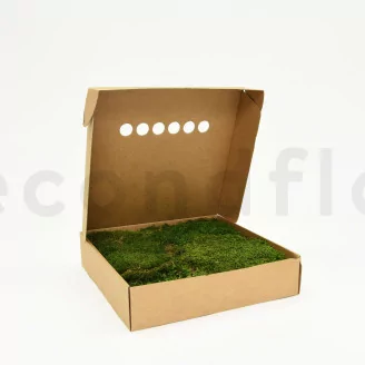 Preserved Sheet Moss (Box)