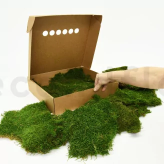 Preserved Sheet Moss (Box)