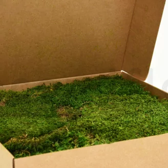 Preserved Sheet Moss (Box)