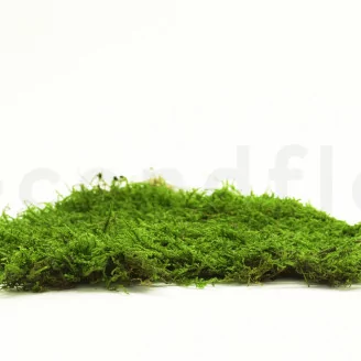 Preserved Sheet Moss (Box)