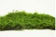 Preserved Sheet Moss (Box) 10