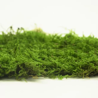 Preserved Sheet Moss (Box)