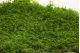 Preserved Sheet Moss (Box) 11