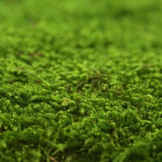 Preserved Sheet Moss (Box)